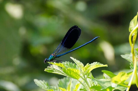 Spaanse Libelle