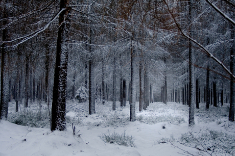 bomen