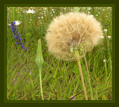 Hele grote pluizenbol