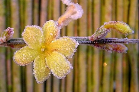 &quot;winter&quot;jasmijn