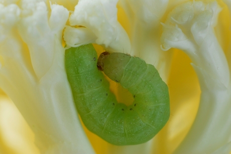 Koolwitje in bloemkool