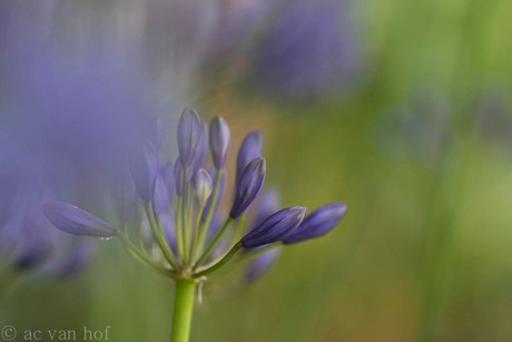 Agapanthus