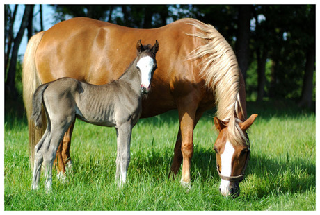 Hudson Welsh Pony