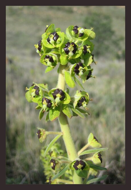 Vreemd plantje.