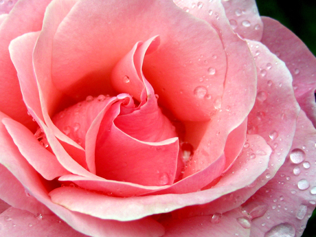 Roos na de regen1.