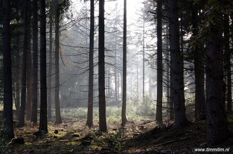 Het bos