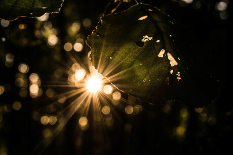 Through The Leaves