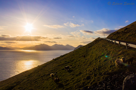 Schapen bij Syðradalur