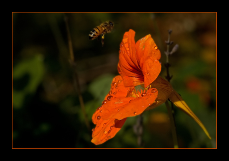 Oranje boven