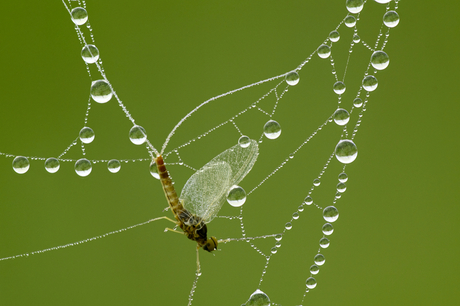 eendagsvlieg in spinnenweb met dauw