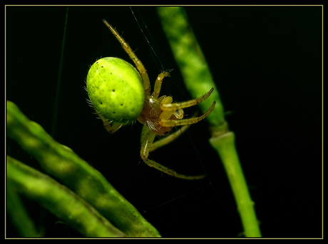 Little Light-Spider in the Dark