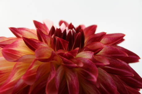 Dahlia