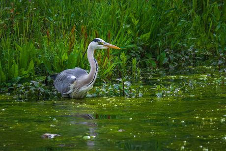 reiger in vijver-2