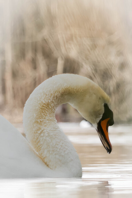 Zwaan aan het genieten
