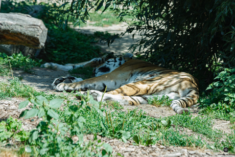 siberische tijger erg moe