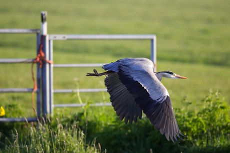 Reiger in/op de vlucht