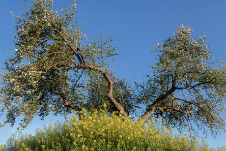 Appelbloesem 