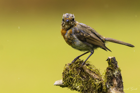 roodborst juveniel