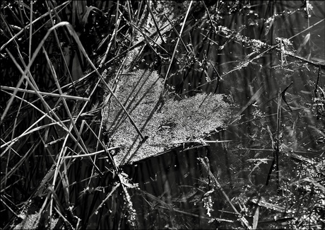 Boodschap van de natuur