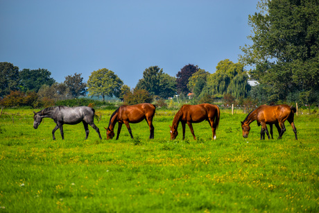 5 paarden één gedachte 