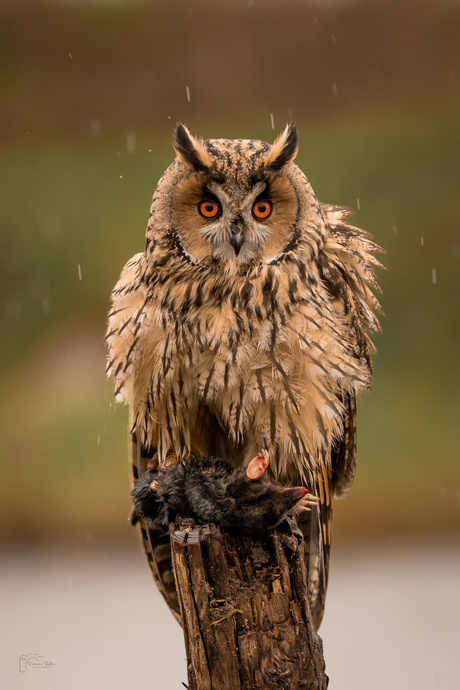 Ransuil in de regen