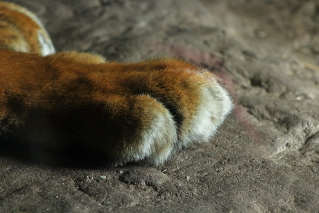 In de voetsporen van een jager