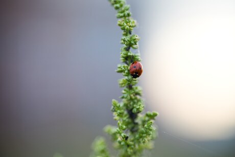 Macrofotografie 