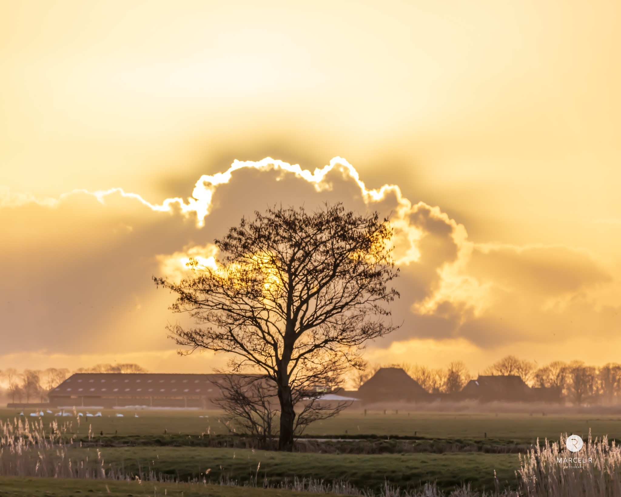Lighting up tree - De zon die achter de wolken tevoorschijn Komt en de boom in de compositie gebruikt  - foto door Marcelrfotografie op 15-03-2023 - locatie: Dokkum, Nederland - deze foto bevat: canon, canon eos r, 150-600mm f5-6.3 dg os hsm | contemporary 015, iso 200, diafragma ƒ/5.6, sluitertijd 1/1000s, brandpuntafstand 267mm, wolk, lucht, plant, atmosfeer, ecoregio, nagloeien, natuurlijk landschap, boom, tak, schemering
