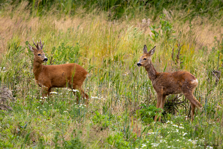 samen