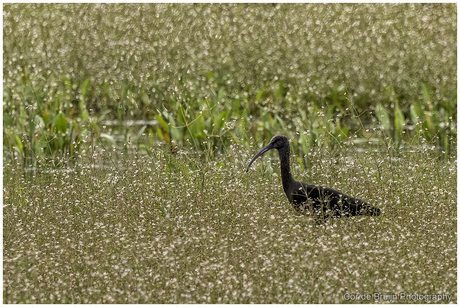Zwarte Ibis