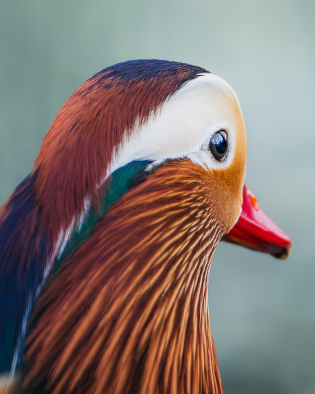 Mandarijneend closeup