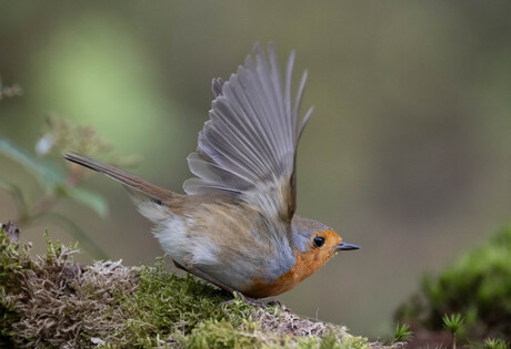 Robin ready for take-off