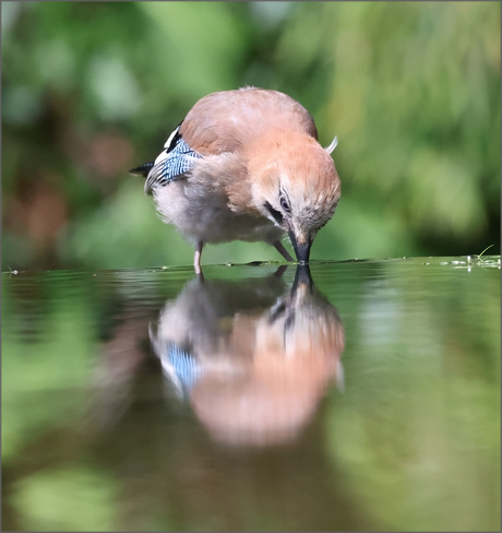 vogel vastleggen uit vogelhut