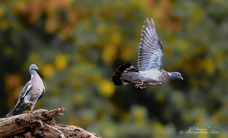 Duiven vormen doorgaans levenslange paren. 