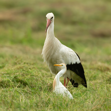 Koereigertje
