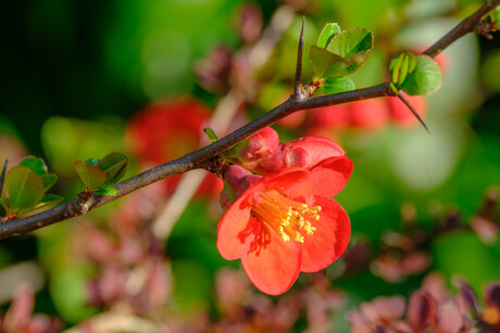 Struik met oranje-rode bloesem