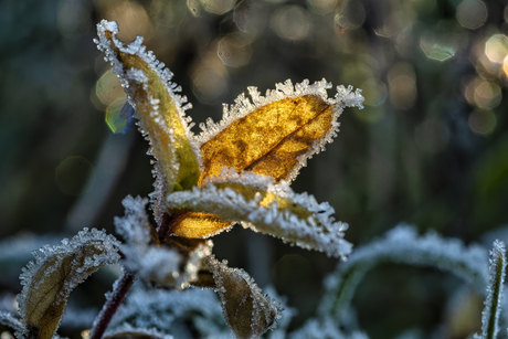 frozen leaf