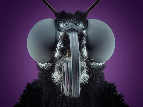 Vlinder