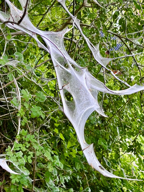 Spinrag 