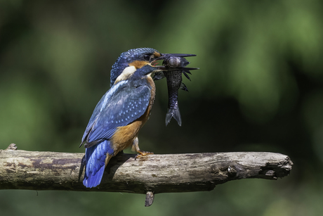 IJsvogel