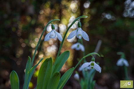 Sneeuwklokjes