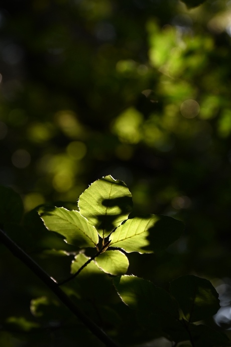 Bladeren in het licht