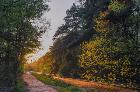 Avondzon Kogelvanger Mastbos - foto Jan Korebrits