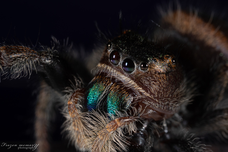 Springspin Phidippus Ometepe