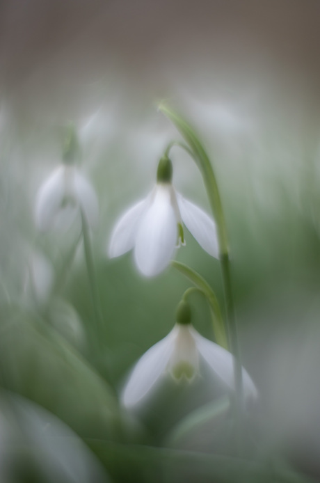 snowdrops