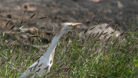 Koereiger 