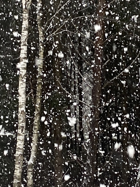 Sneeuw en berken