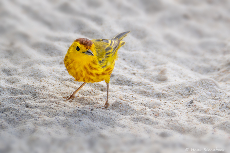 Pari di Misa op het strand