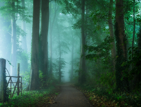 Into the Green Abyss 