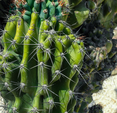 Prickly